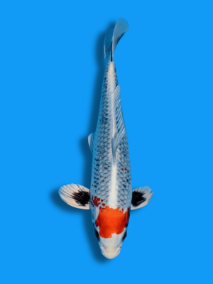 Beni Ginga | Koi&Co.